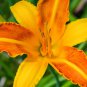 aylily Flower White Flowers with Light Orange Flowers 150 PCS Seeds