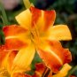 aylily Flower White Flowers with Light Orange Flowers 150 PCS Seeds