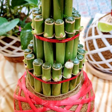Bamboo Bonsai DIY Bamboo Decorations House Dracaena Garden Potted 30 PCS Seeds