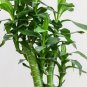 Bamboo Bonsai DIY Bamboo Decorations House Dracaena Garden Potted 30 PCS Seeds