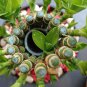 Bamboo Bonsai DIY Bamboo Decorations House Dracaena Garden Potted 30 PCS Seeds