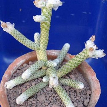 Avonia Albissima 10 PCS Seeds