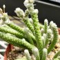 Avonia Albissima 10 PCS Seeds