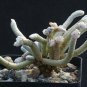 Avonia Albissima 10 PCS Seeds