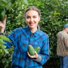 Avocado Green Fruit Very Delicious Persea Americana Mill Pear 10 PCS Seeds Avocado Green Fruit Very Delicious Persea Americana Mill Pear 10 PCS Seeds