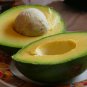 Avocado Green Fruit Very Delicious Persea Americana Mill Pear 10 PCS Seeds