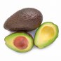 Avocado Green Fruit Very Delicious Persea Americana Mill Pear 10 PCS Seeds