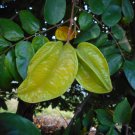 Averrhoa Carambola 100 PCS Seeds