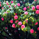 Available Many Varieties Camellia Flores Potted Plants 100 PCS Seeds Available Many Varieties Camellia Flores Potted Plants 100 PCS Seeds