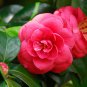 Available Many Varieties Camellia Flores Potted Plants 100 PCS Seeds