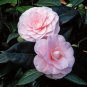 Available Many Varieties Camellia Flores Potted Plants 100 PCS Seeds