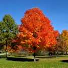 Autumn Blaze Red Maple Tree 20 PCS Seeds Autumn Blaze Red Maple Tree 20 PCS Seeds
