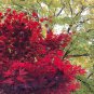 Autumn Blaze Red Maple Tree 20 PCS Seeds