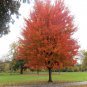 Autumn Blaze Red Maple Tree 20 PCS Seeds