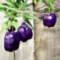 Australia Heirloom Purple Apple-berry 10 PCS Seeds