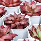aurus Echeveria Agavoides Romeo 5 PCS Seeds aurus Echeveria Agavoides Romeo 5 PCS Seeds