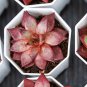 aurus Echeveria Agavoides Romeo 5 PCS Seeds