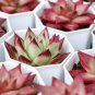 aurus Echeveria Agavoides Romeo 5 PCS Seeds