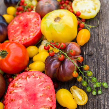 Organic Yellow Beefsteak Heirloom Tomato Bonsai 100 PCS Seeds