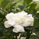 Balsam Purely White Perennial Flower 20 PCS Seeds
