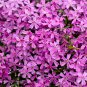 Aubrieta Cultorum Rock CRESS Plant 100 PCS Seeds
