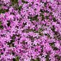 Aubrieta Cultorum Rock CRESS Plant 100 PCS Seeds