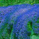 Aubrieta cultorum Rock Cress Dark Blue Flowers 100 PCS Seeds