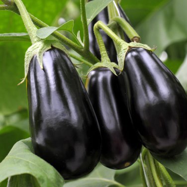 Aubergine Black Egg Plant Vegetables 100 PCS Seeds