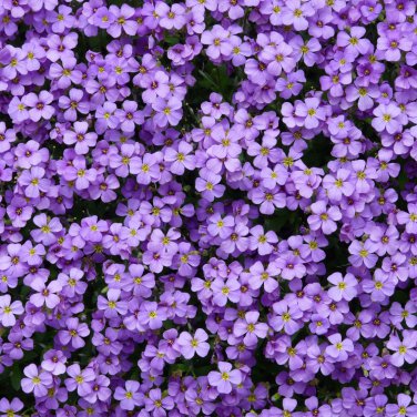 Aubrieta Cultorum 100 PCS Seeds