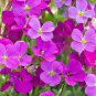 Aubrieta Cascade Bonsai Purple Flower Plants 100 PCS Seeds