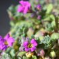 Aubrieta Cascade Bonsai Purple Flower Plants 100 PCS Seeds