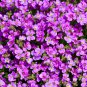 Aubrieta Cascade Bonsai Purple Flower Plants 100 PCS Seeds