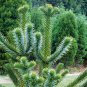 Araucaria Araucana 50 PCS Seeds