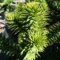 Araucaria Araucana 50 PCS Seeds