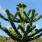 Araucaria Araucana 50 PCS Seeds