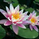AU Pink Water Lily Nymphaea Flower 1 PCS Seeds AU Pink Water Lily Nymphaea Flower 1 PCS Seeds
