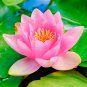 AU Pink Water Lily Nymphaea Flower 1 PCS Seeds