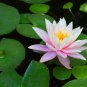 AU Pink Water Lily Nymphaea Flower 1 PCS Seeds