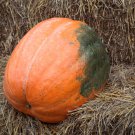 Atlantic Giant Pumpkin 6 PCS Seeds