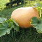 Atlantic Giant Pumpkin 6 PCS Seeds