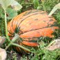 Atlantic Giant Pumpkin 6 PCS Seeds