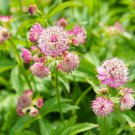 Astrantia Major-hybrida 'Ruby Cloud' Hattie's Pincushion Flower 20 PCS Seeds Astrantia Major-hybrida 'Ruby Cloud' Hattie's Pincushion Flower 20 PCS Seeds
