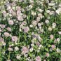 Astrantia Major-hybrida 'Ruby Cloud' Hattie's Pincushion Flower 20 PCS Seeds