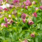 Astrantia Major-hybrida 'Ruby Cloud' Hattie's Pincushion Flower 20 PCS Seeds