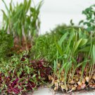 Astragalus Herb Plant 20 PCS Seeds