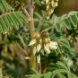 Astragalus Herb Plant 20 PCS Seeds