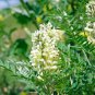 Astragalus Herb Plant 20 PCS Seeds