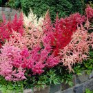 Astilbe Mixed Red Blue White Pink Colors 100 PCS Seeds Astilbe Mixed Red Blue White Pink Colors 100 PCS Seeds
