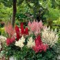 Astilbe Mixed Red Blue White Pink Colors 100 PCS Seeds