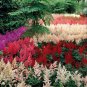 Astilbe Mixed Red Blue White Pink Colors 100 PCS Seeds
